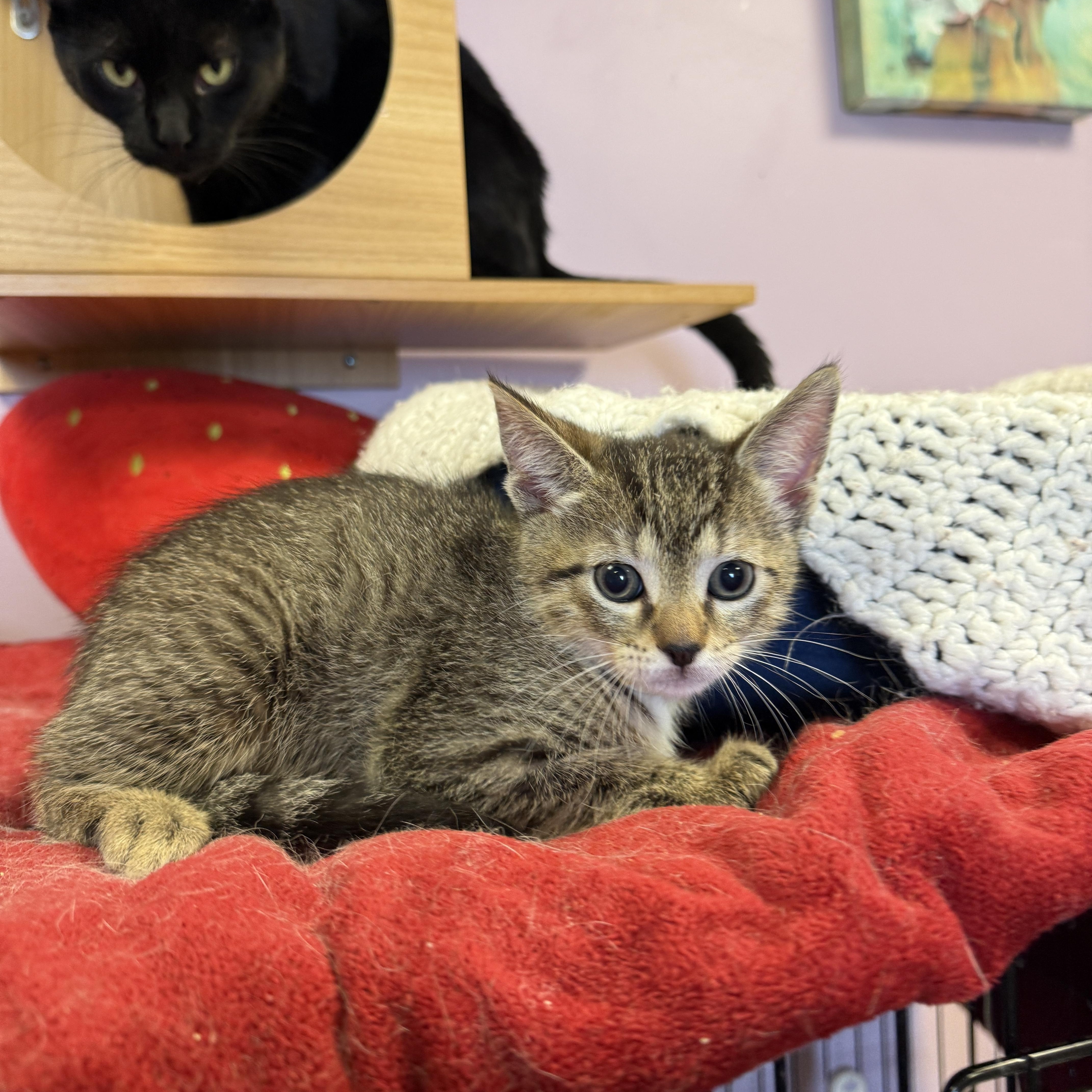 A young small-sized female Tabby (Buff / Tan / Fawn) Domestic Short Hair cat named Olivia Rodrigo for adoption in Freeport, NY