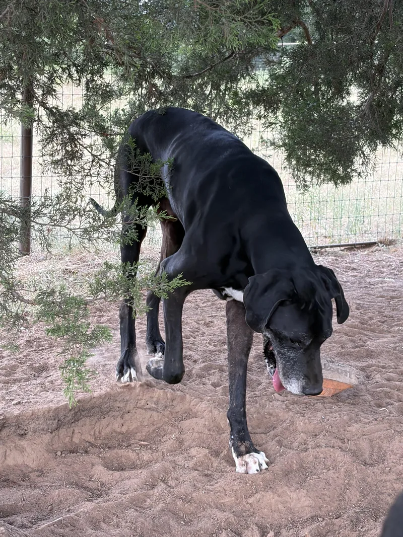 A senior extra large-sized male Black Great Dane dog named Charlie for adoption in Paradise, TX
