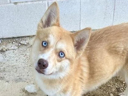 An adult medium-sized male Apricot / Beige Mixed Breed dog named Crumpet for adoption in Georgetown, TX