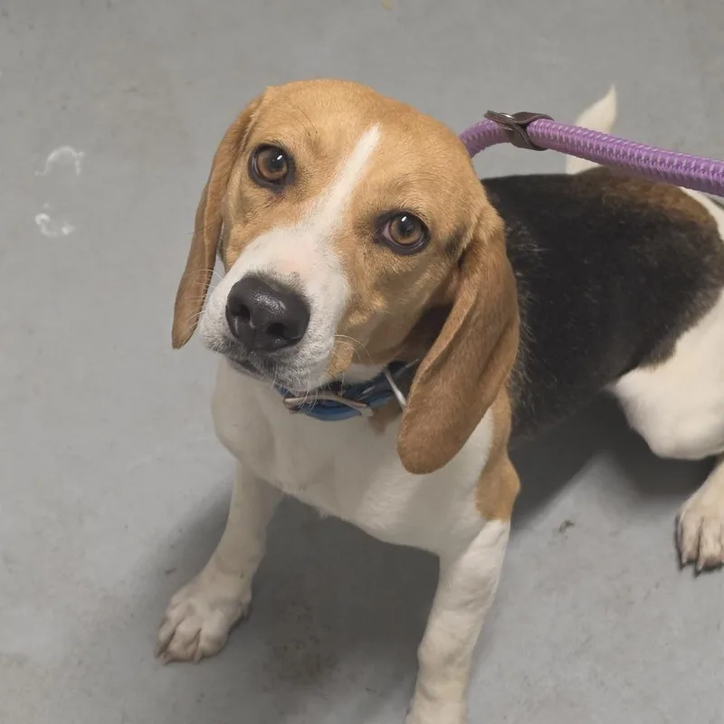 An adult small-sized female Black Mixed Breed dog named Suzie Q for adoption in Troy, IL