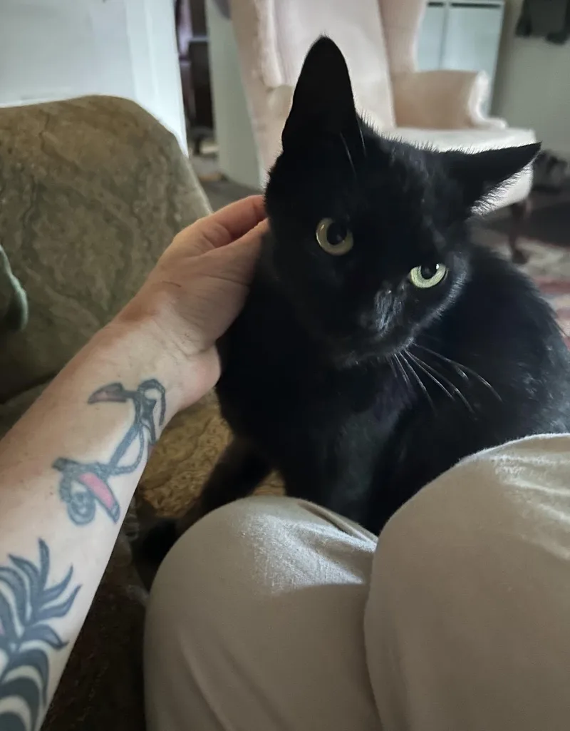 A young small-sized female Domestic Short Hair cat named Petunia for adoption in Philadelphia, PA