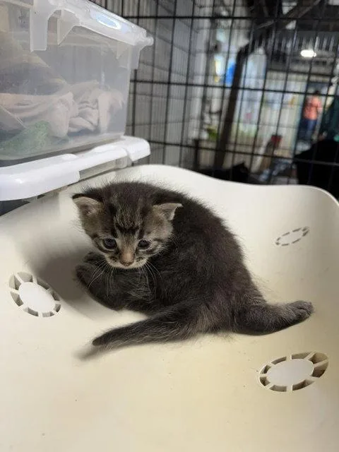 A baby medium-sized male Domestic Short Hair cat named Elton for adoption in Apollo, PA