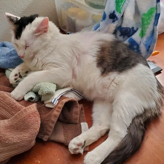 An adult medium-sized male Gray & White Domestic Medium Hair cat named Sunday for adoption in Riverside, CA
