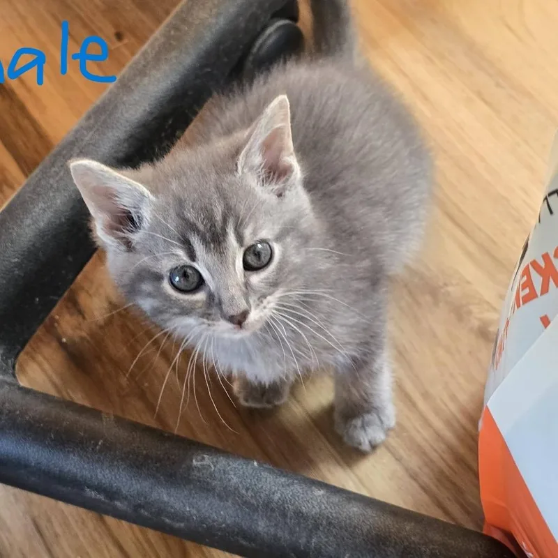 A baby small-sized male Domestic Short Hair cat named Chairman Meow for adoption in New Tazewell, TN