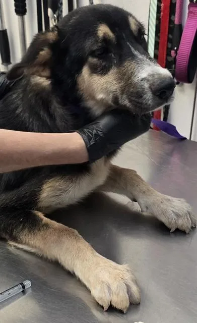 A baby small-sized male Anatolian Shepherd dog named Captain for adoption in Tucson, AZ