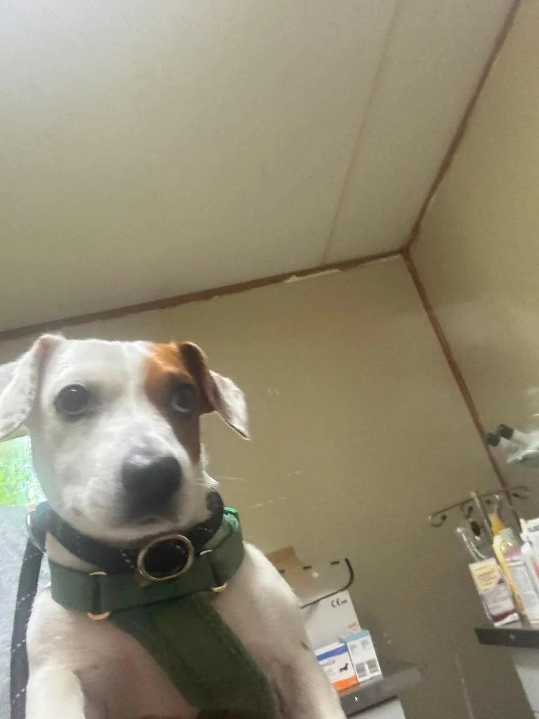 A young small-sized male Jack Russell Terrier dog named Buddy for adoption in Pine Grove, PA