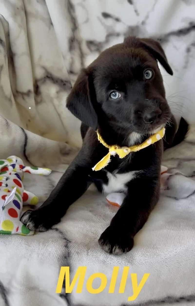 Molly thumbnail 2