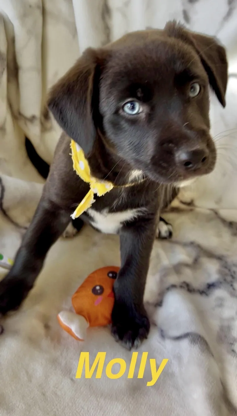 Molly thumbnail 3