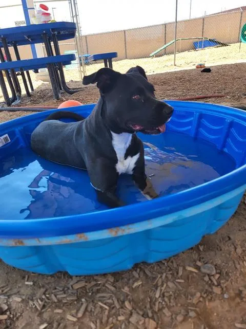 An adult medium-sized female Pit Bull Terrier dog named Athena for adoption in Albuquerque, NM