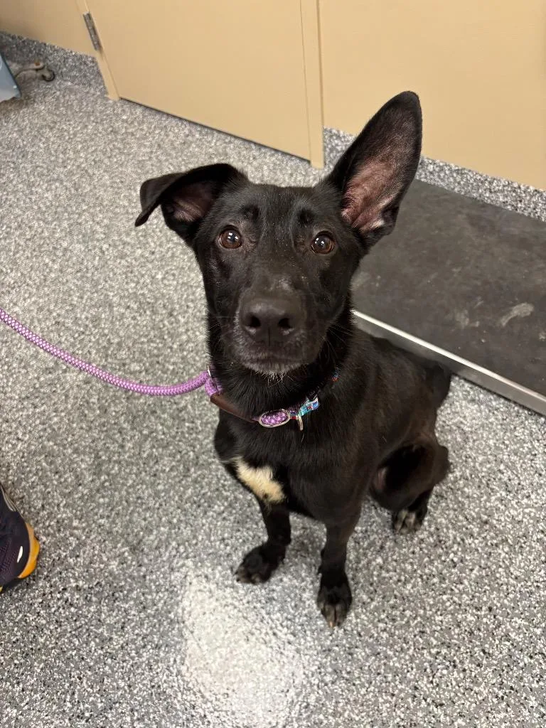 An adult large-sized male Mixed Breed dog named Petey for adoption in Liverpool, NY