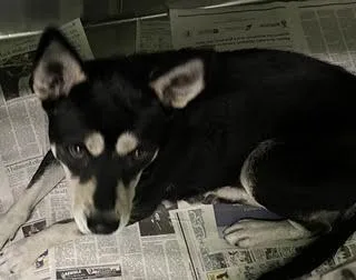 An adult medium-sized female German Shepherd Dog dog named Susan for adoption in Los Angeles, CA
