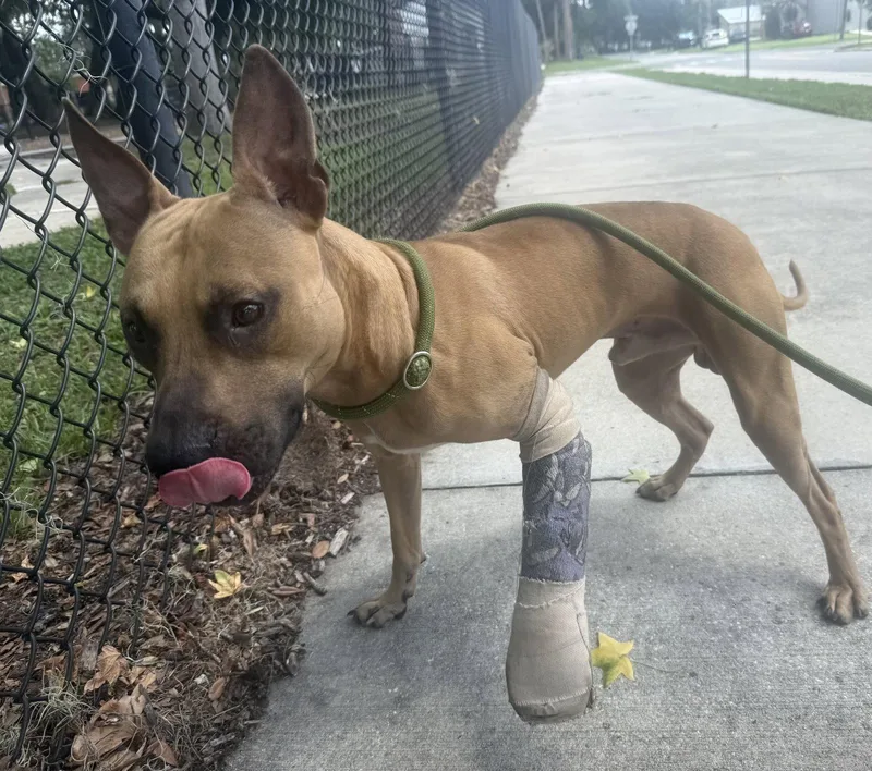 A young medium-sized male Black Mouth Cur dog named Garrett for adoption in Sanford, FL
