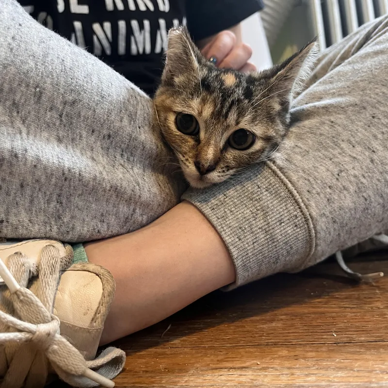 A baby medium-sized female Tabby (Brown / Chocolate) Domestic Short Hair cat named Carmel for adoption in Youngstown, OH