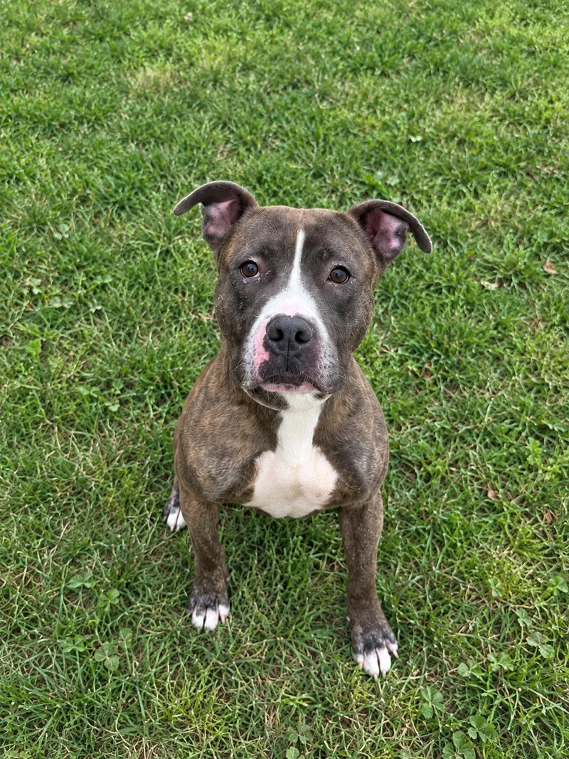 A young large-sized male Pit Bull Terrier dog named Papa for adoption in Jersey city, NJ
