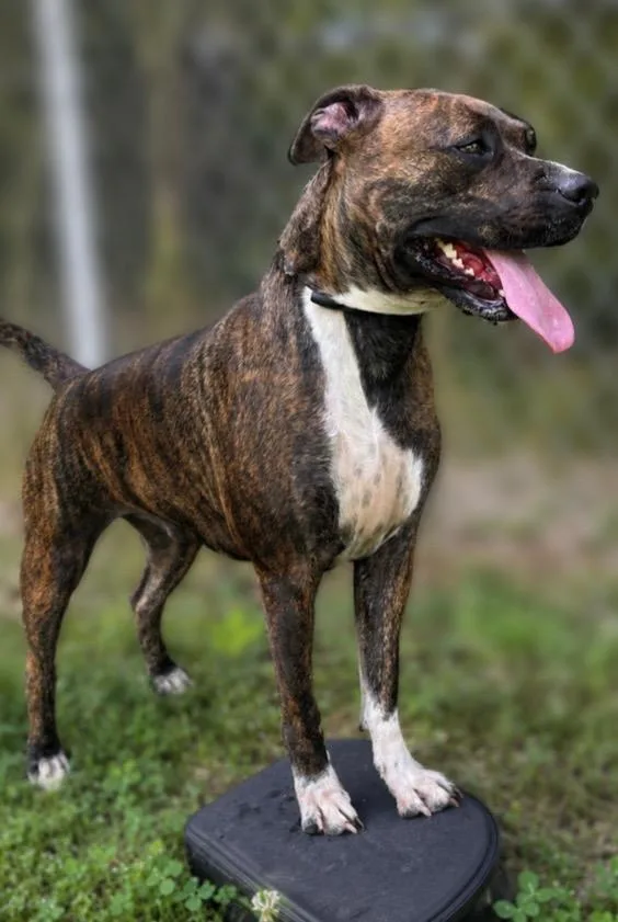 A young medium-sized female Pit Bull Terrier dog named Cyrenity for adoption in Russellville, KY
