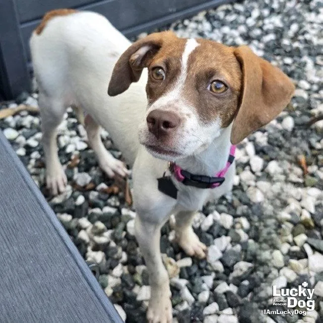 Manchita thumbnail 2