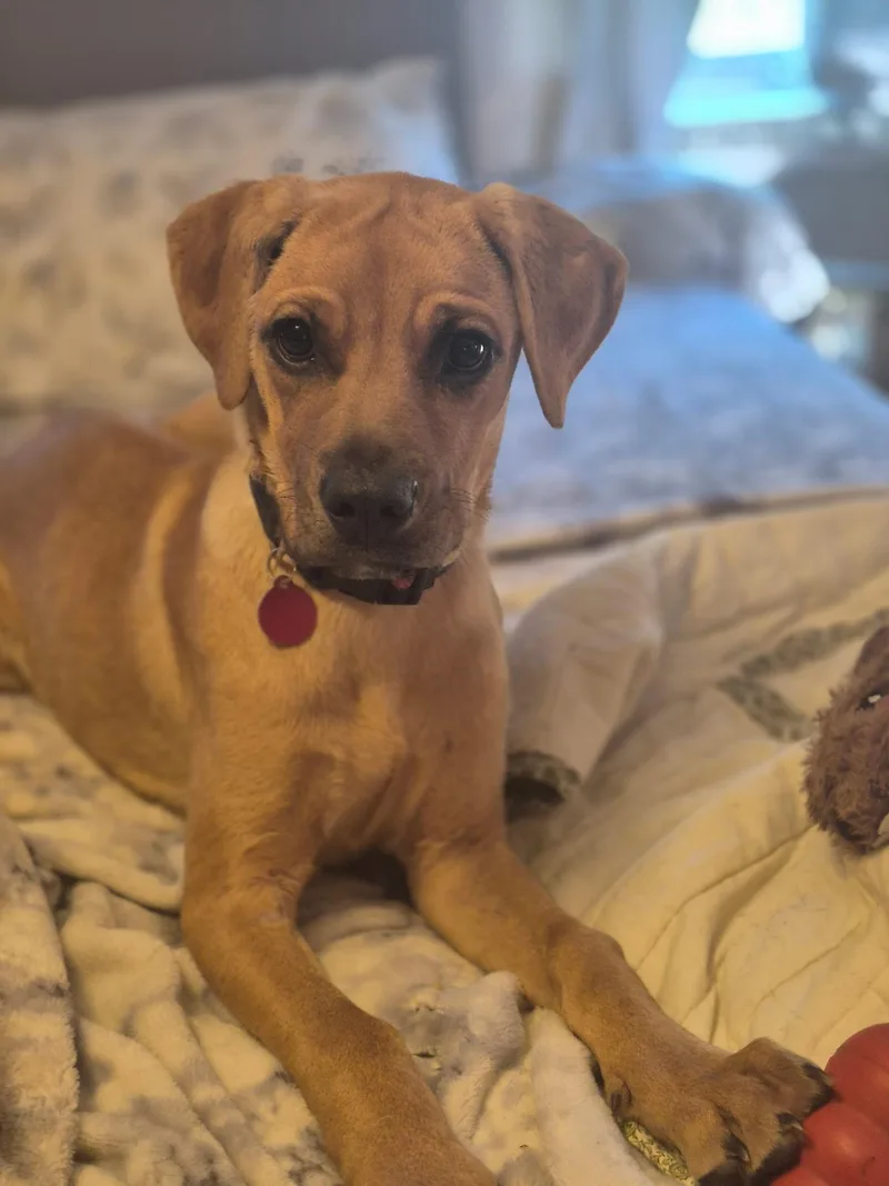 A young large-sized female Boxer dog named Dharma for adoption in Byron, IL