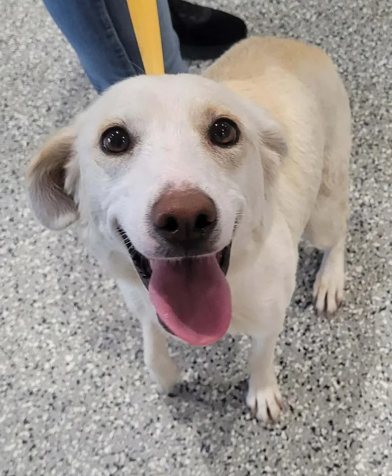 A young medium-sized female Labrador Retriever dog named Clubhouse for adoption in Republic, MO