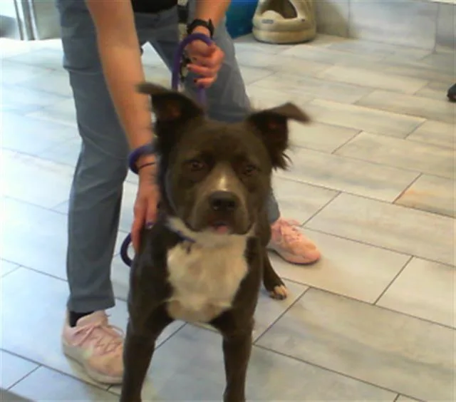 A young large-sized male Pit Bull Terrier dog named Bolt for adoption in Charlotte, NC