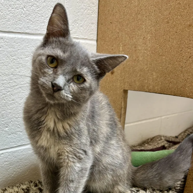 A baby medium-sized female Dilute Tortoiseshell cat named Maeve for adoption in Columbus, OH
