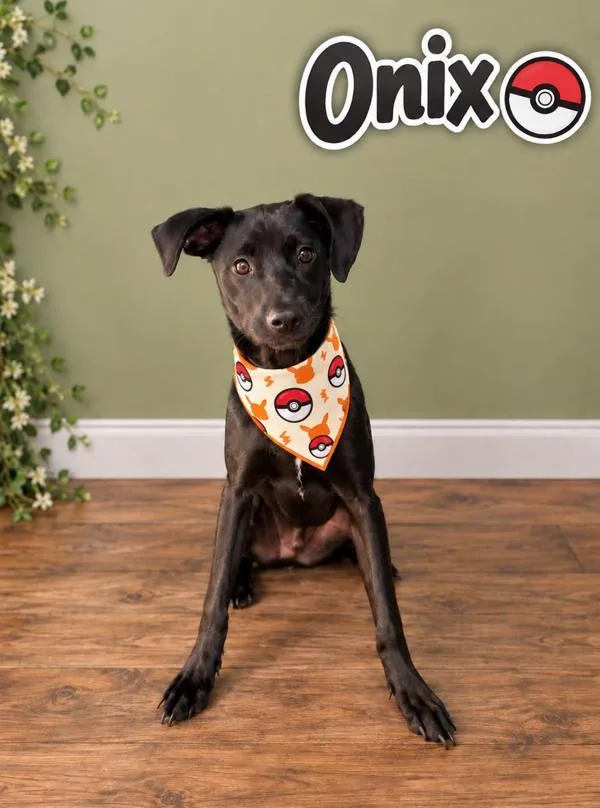 A young medium-sized male Labrador Retriever dog named Onix for adoption in Lafayette, LA