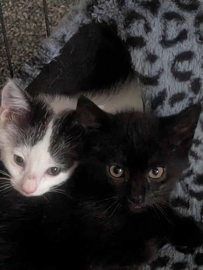 A young medium-sized male Black Domestic Short Hair cat named Itsy & Bitsy for adoption in Cleveland, OH
