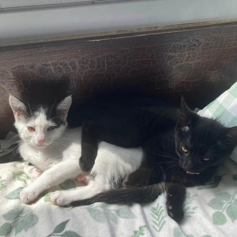 Itsy & Bitsy thumbnail 2