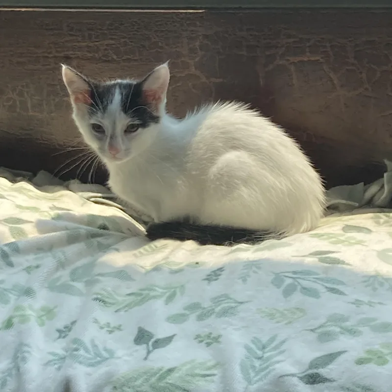 Itsy & Bitsy thumbnail 4