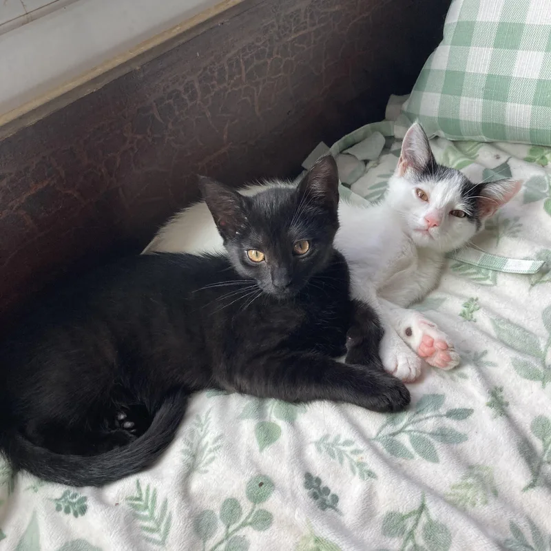 Itsy & Bitsy thumbnail 5