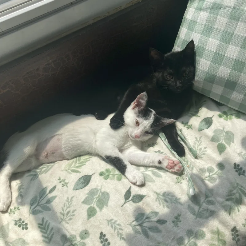Itsy & Bitsy thumbnail 6