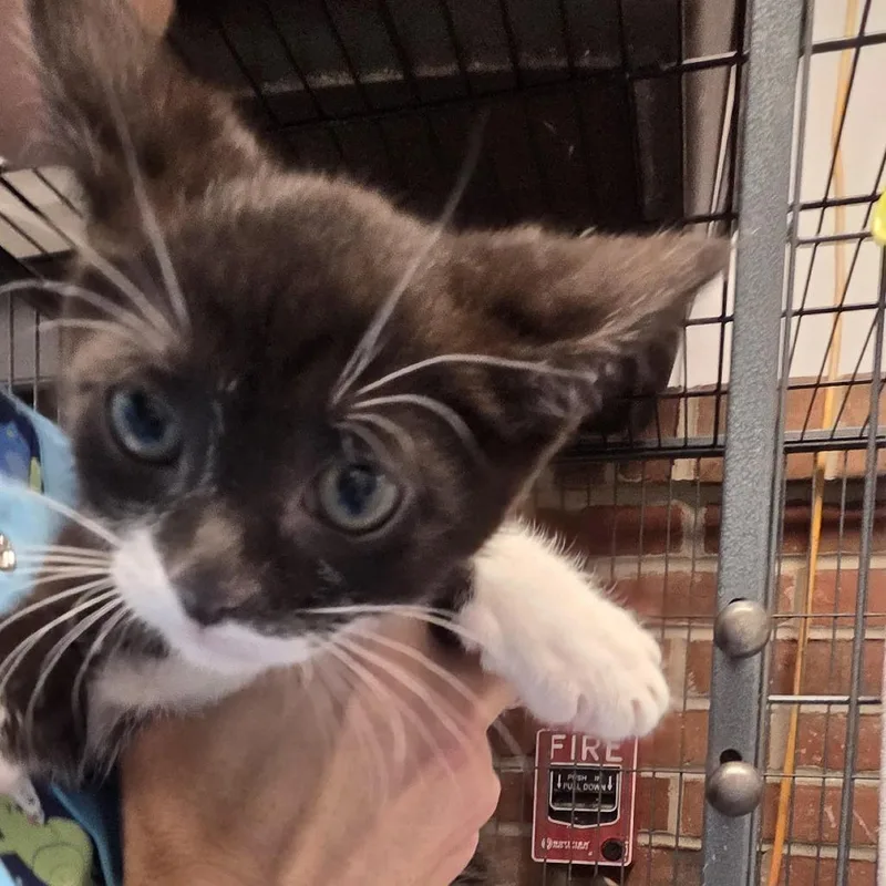 A baby small-sized male Black Domestic Short Hair cat named Patrick for adoption in Camden, DE