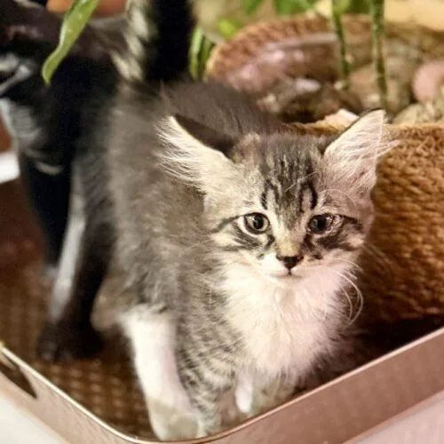 A baby small-sized female Tabby cat named Pixie for adoption in Glendale, AZ