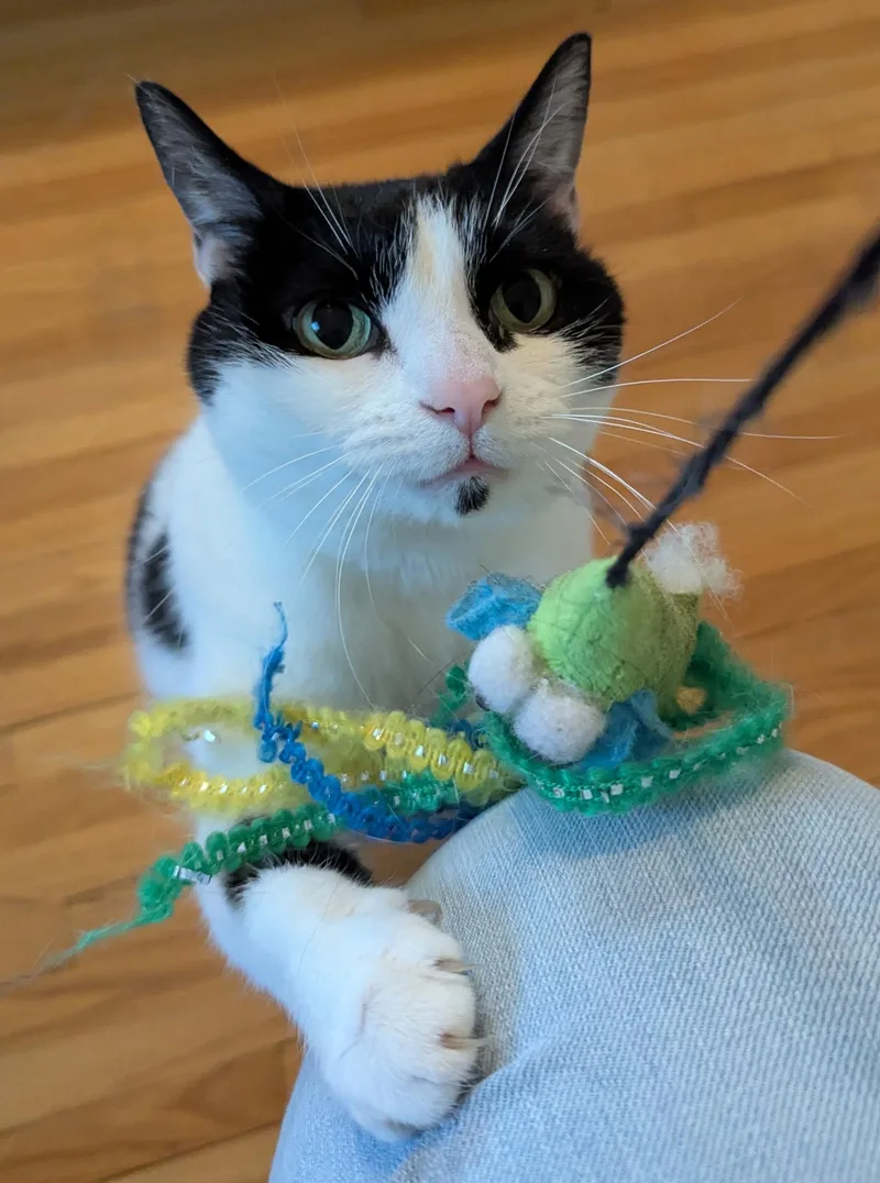 An adult medium-sized female Black & White / Tuxedo Domestic Short Hair cat named Gabby for adoption in Homewood, AL