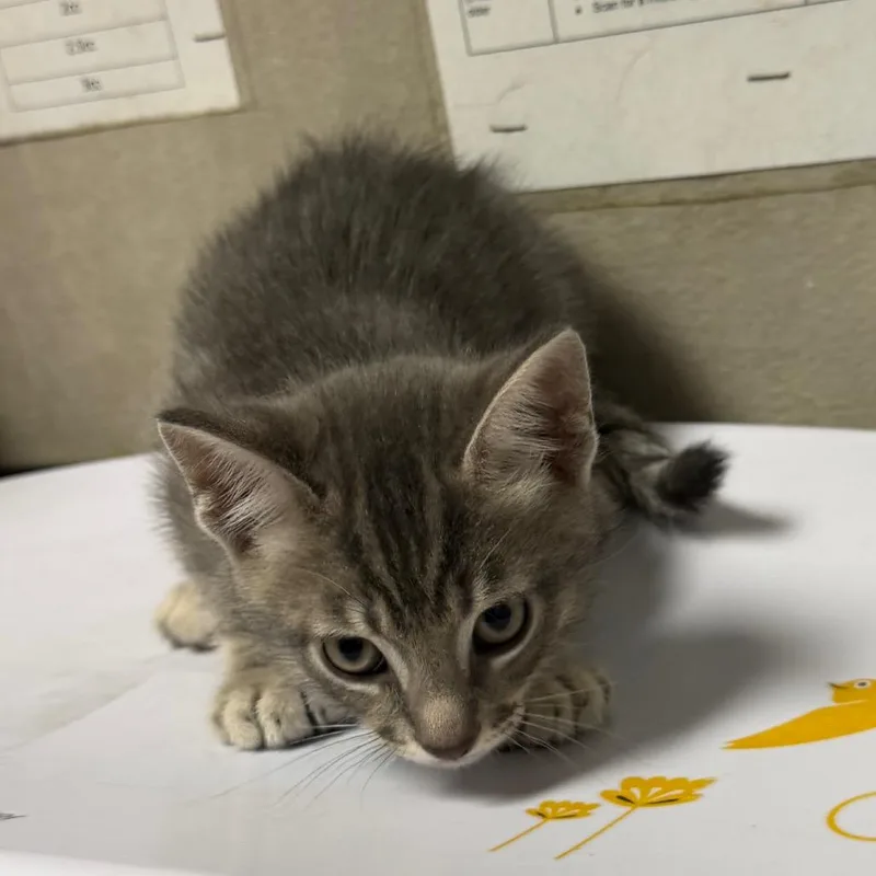 A baby small-sized male Gray / Blue / Silver Domestic Short Hair cat named Papaya for adoption in Yuma, AZ
