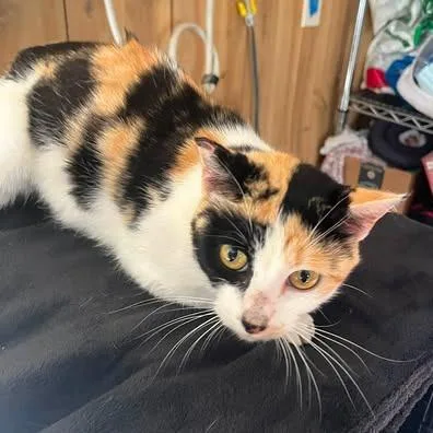 A young small-sized female Calico Domestic Short Hair cat named Checkers for adoption in Pittsburg, KS