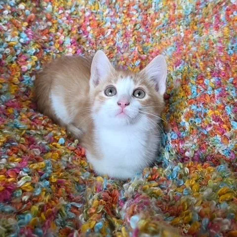 A baby small-sized female Domestic Short Hair cat named Jessica for adoption in Woodstock, GA