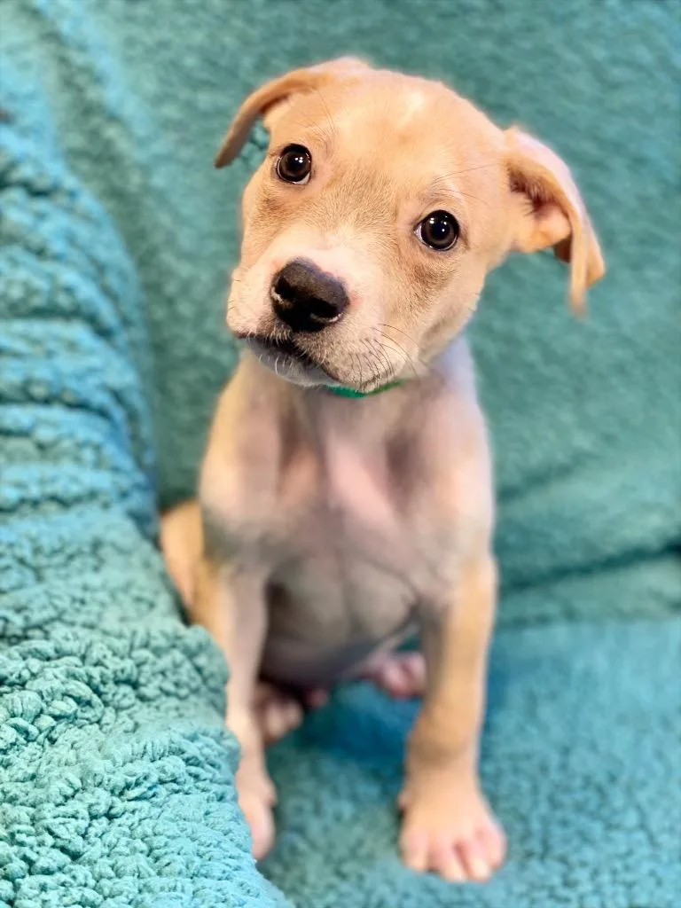 A baby medium-sized male Terrier dog named Frank for adoption in Urbandale, IA