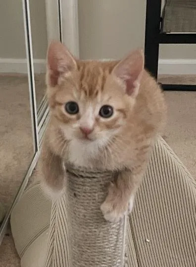 A baby small-sized male Orange / Red Domestic Short Hair cat named Velvet for adoption in La Jolla, CA