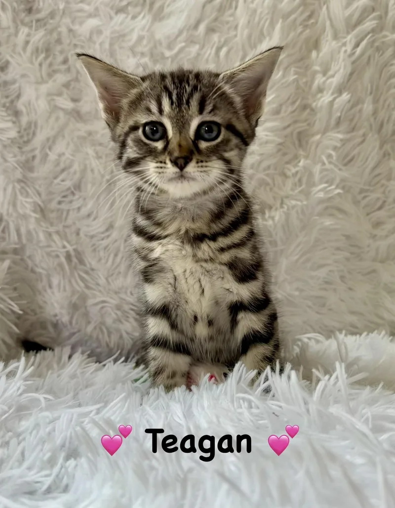 A baby medium-sized female Tabby (Brown / Chocolate) Domestic Short Hair cat named Teagan for adoption in Copley, OH