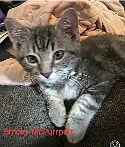 A baby small-sized male Gray / Blue / Silver Domestic Short Hair cat named Smoky McPurrpurr for adoption in Kansas City, MO