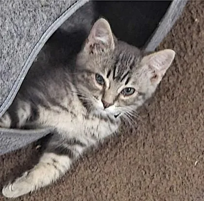 Smoky McPurrpurr thumbnail 2