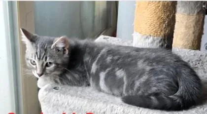 Smoky McPurrpurr thumbnail 3
