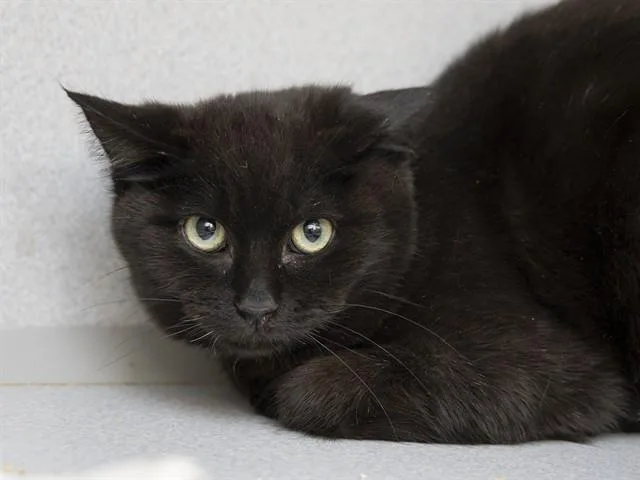 A young small-sized male Domestic Short Hair cat named Pickles for adoption in Phoenix, AZ