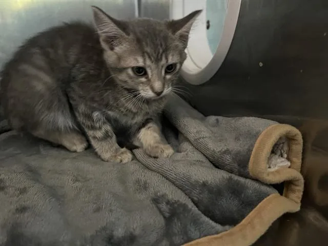 A baby small-sized female Domestic Short Hair cat named Blue Mesa for adoption in Antioch, CA