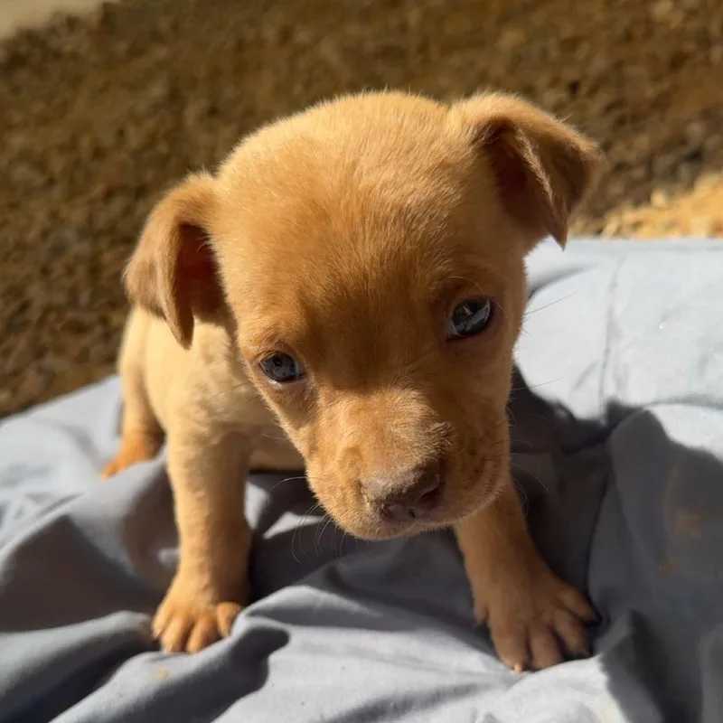 Rigatoni thumbnail 2