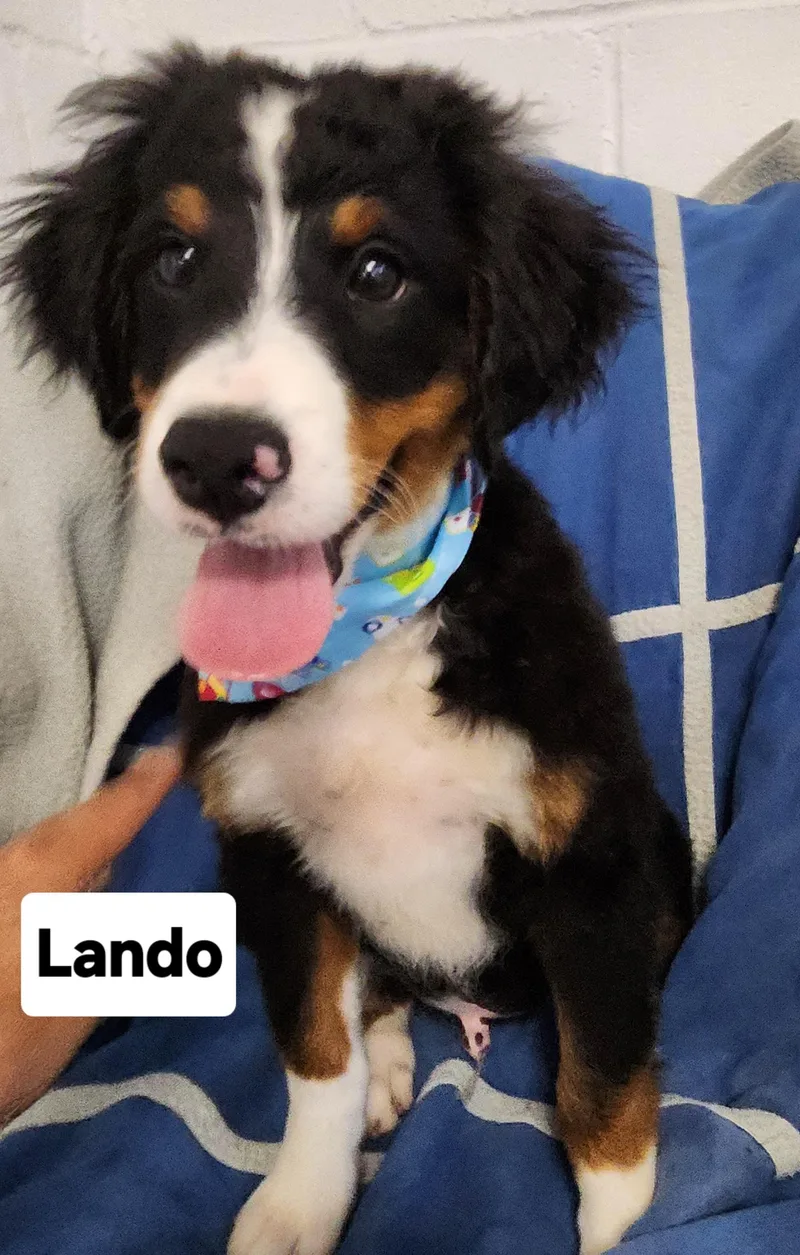 Lando mini bernedoodle
