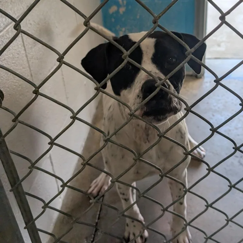 A young medium-sized female Pit Bull Terrier dog named Anna for adoption in Smithville, TN