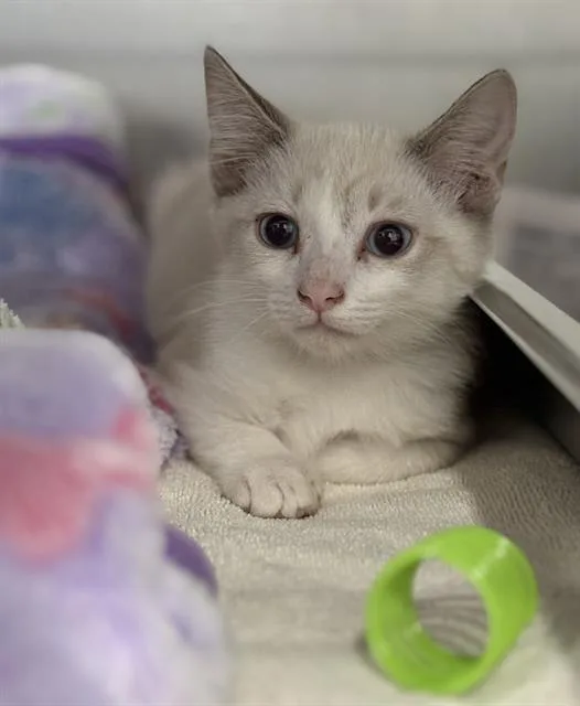 A baby small-sized female Domestic Short Hair cat named Kasey for adoption in Redlands, CA