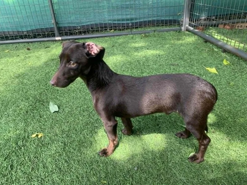 A young small-sized male Brown / Chocolate Dachshund dog named Bruno for adoption in Blue Bell, PA
