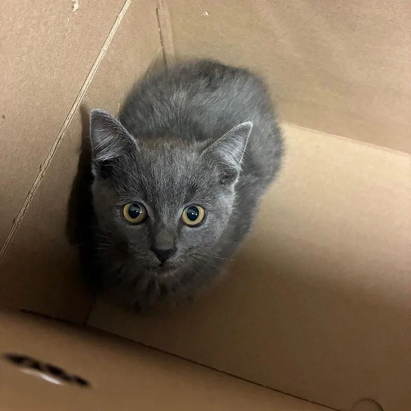 A baby small-sized female Gray / Blue / Silver Domestic Short Hair cat named Dustbunny for adoption in Pasadena, CA